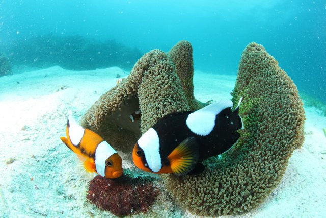 卵を守るクマノミ