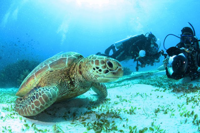 カメもこんなに近くに！