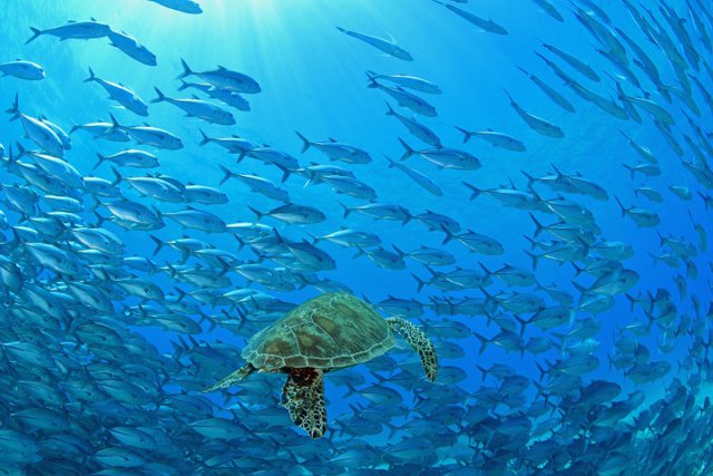 フィリピン ボホール島