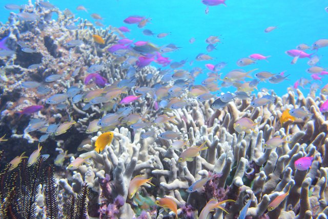 サンゴと色鮮やかな群れ