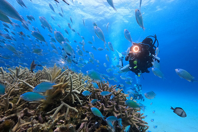サンゴとデバスズメダイ。これぞケラマの海。