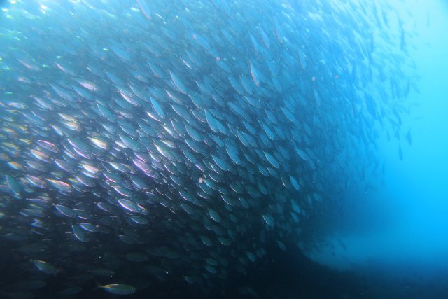 群れが大きすぎて竜巻のよう！