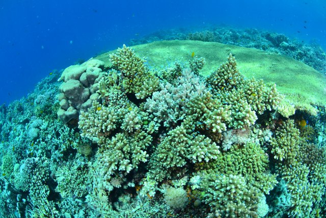 サンゴも元気
