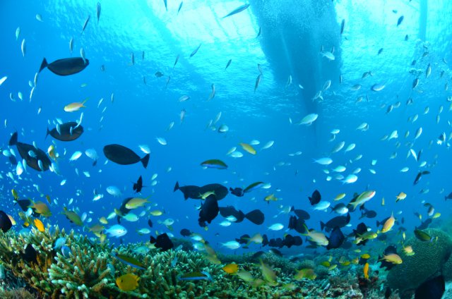 船のすぐ下に、こんなにも魚が