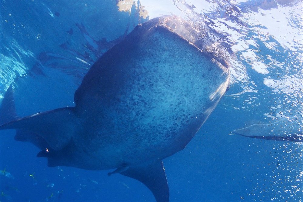 なんと、ジンベイザメに会えるポイントも！
