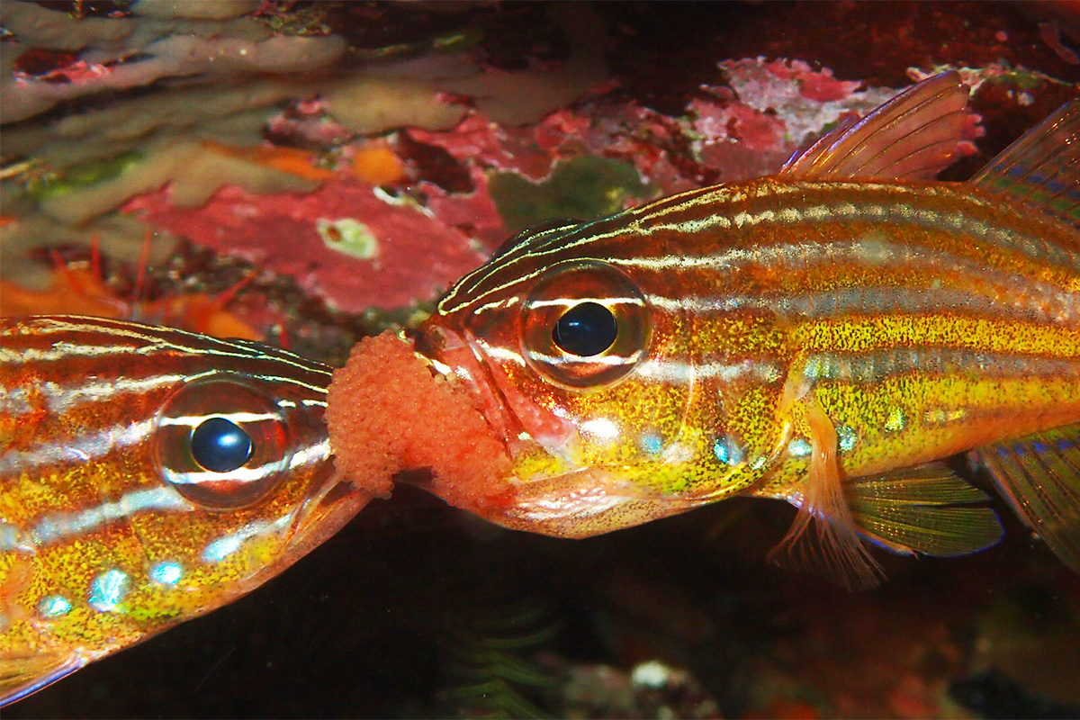 メスがオスの口に無理やり卵を押し込んでるようにも・・