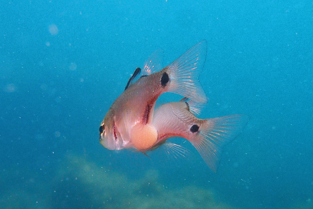 メスが産卵した瞬間。オスはすかさず放精して、自分の口にくわえます。