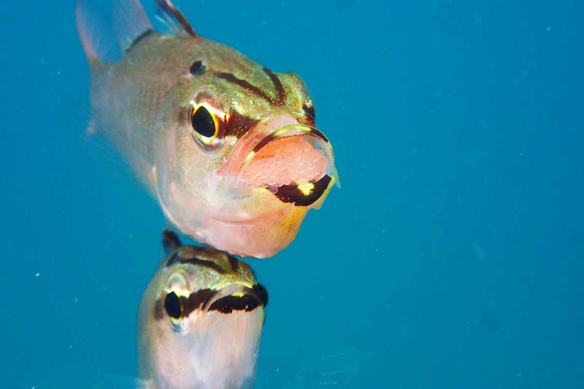 産みたての卵はきれいなオレンジ。オスは孵化するまでの1週間ほどは飲まず食わず！
