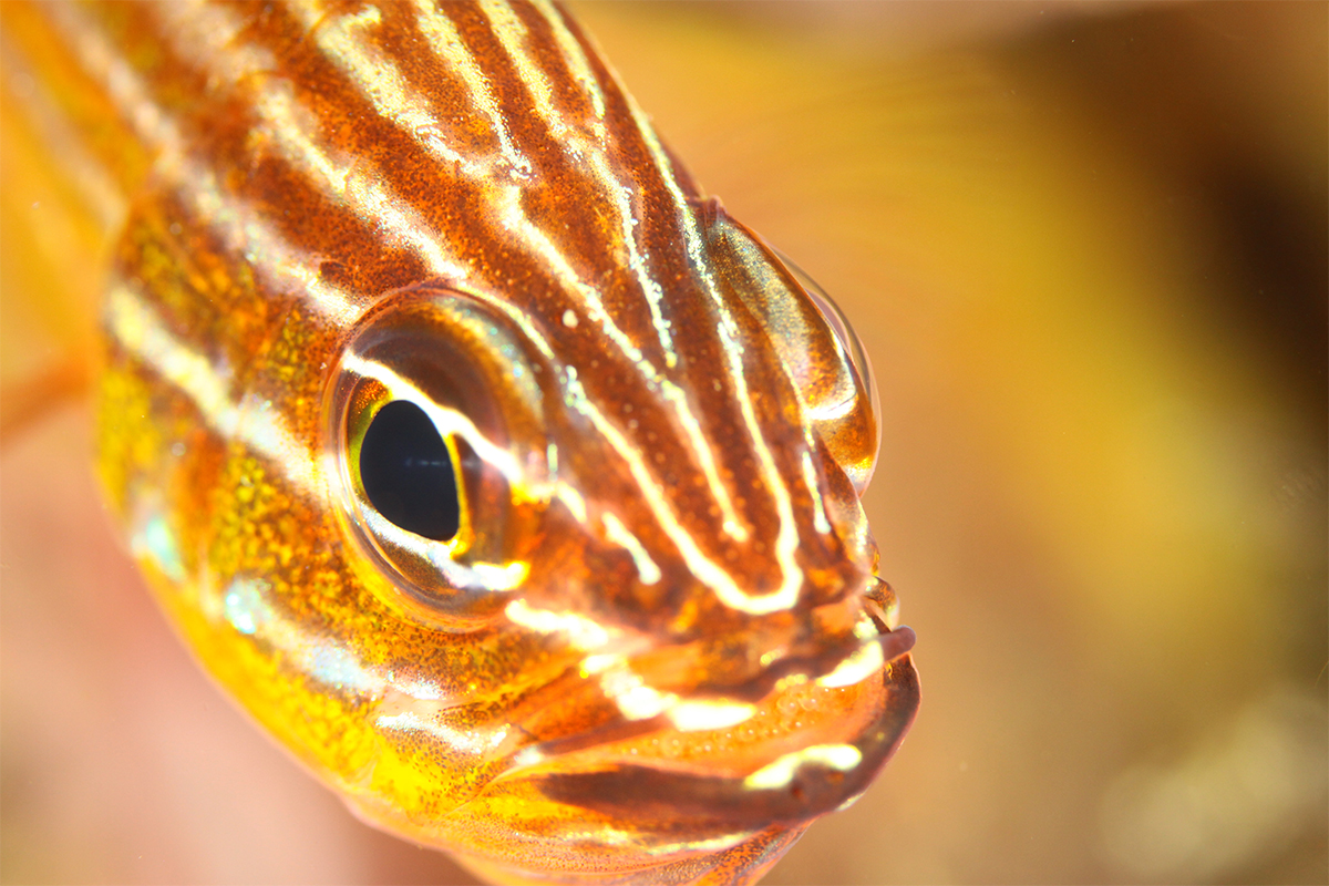 全部、口におさまったかな？！