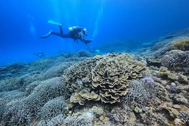 プラチナ 渡嘉敷島 | パパラギダイビングスクールでダイビング