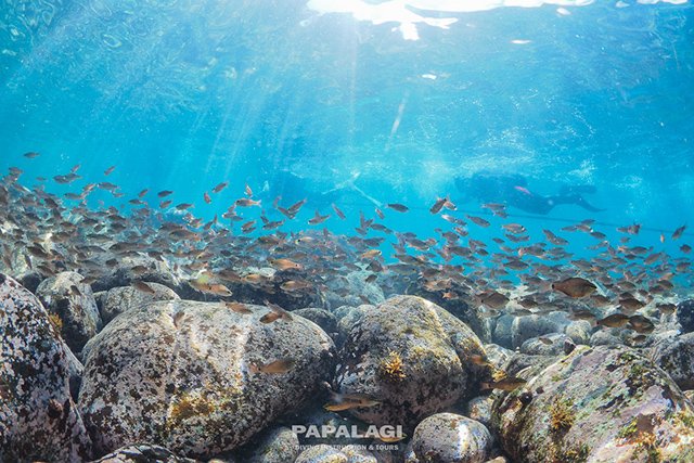 水面にもたくさんの魚