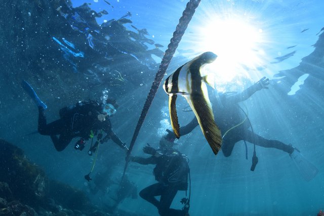 エントリーロープのツバメウオ幼魚