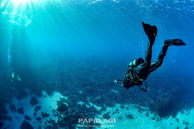 白い砂地と小魚の群れ