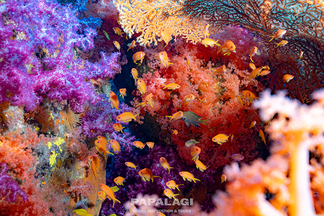鮮やかなソフトコーラルとキンギョハナダイ