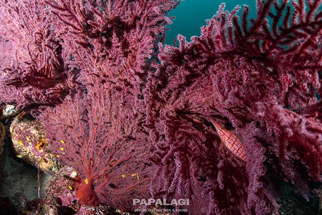 鮮やかなソフトコーラルとクダゴンベ