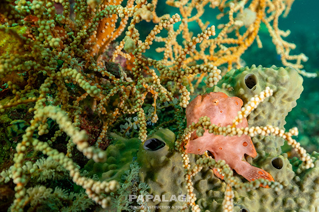 もちろんマクロも楽しめる