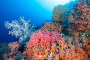 富戸ボートツアー