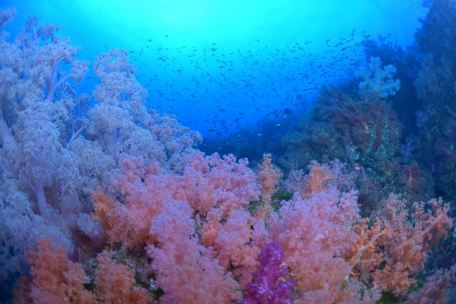 カラフルなソフトコーラル