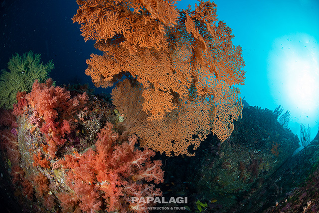 巨大なウミウチワ