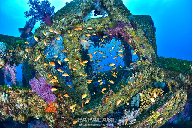 ソフトコーラルと圧巻の魚影1