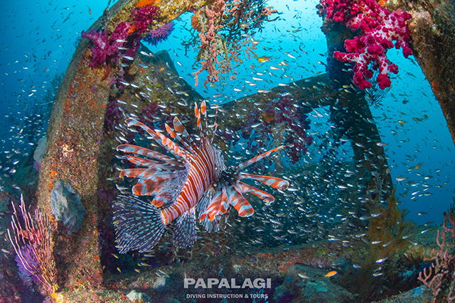 ソフトコーラルと圧巻の魚影2