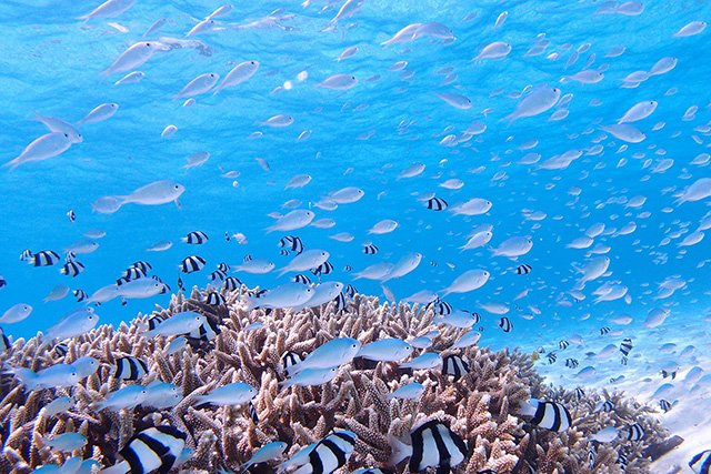 砂地とデバスズメ。癒しの定番です。