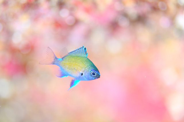 アマミスズメダイ幼魚