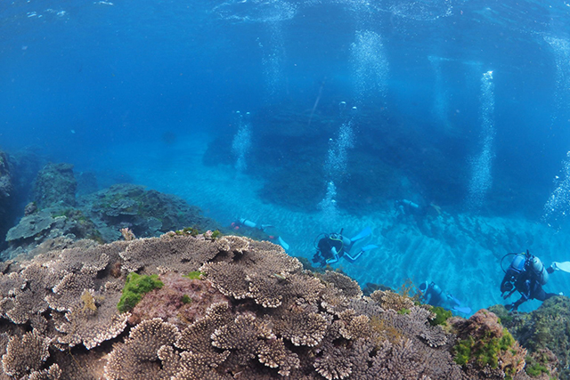 サンゴと白い水路