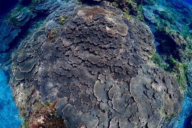 見事なサンゴの群生