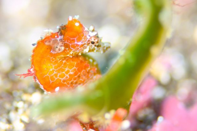 ジャパニーズピグミーシーホース(ハチジョウタツ)