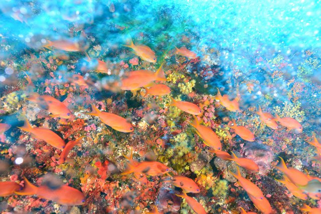 カラフルな魚の群れ