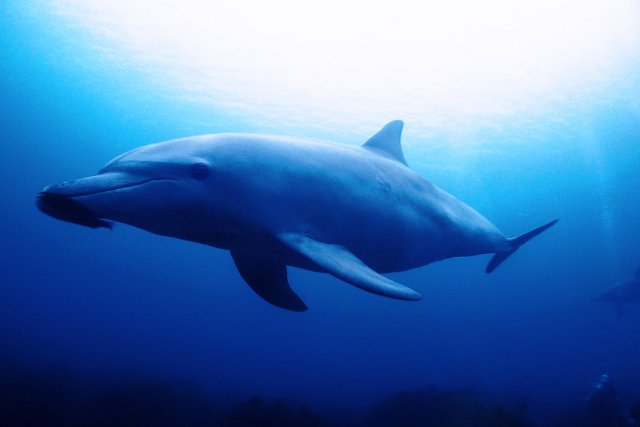 初島のイルカ2