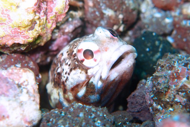 初島の人気者ジョーフィッシュ