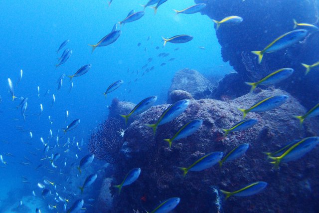 群れも多く、魚影が濃い