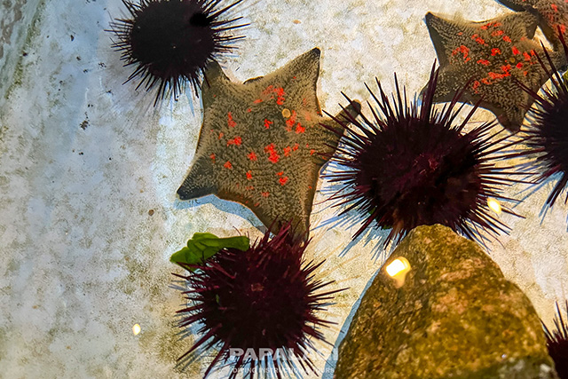 ウニとヒトデ