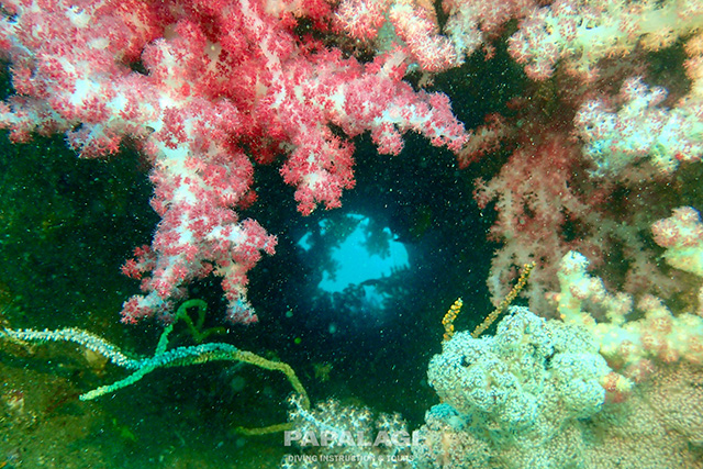 土管ソフトコーラル