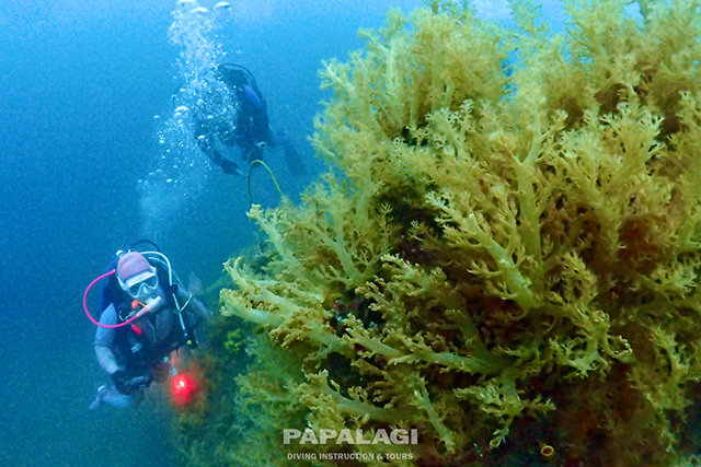 ソフトコーラル