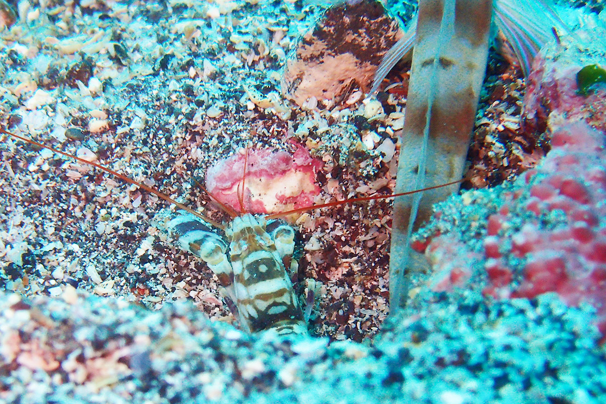 ダテハゼと共生するテッポウエビ