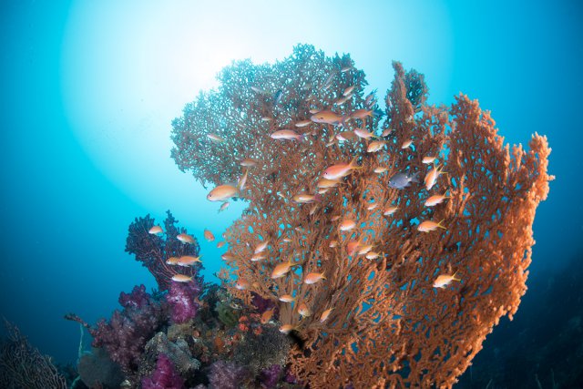 大きなウミウチワ