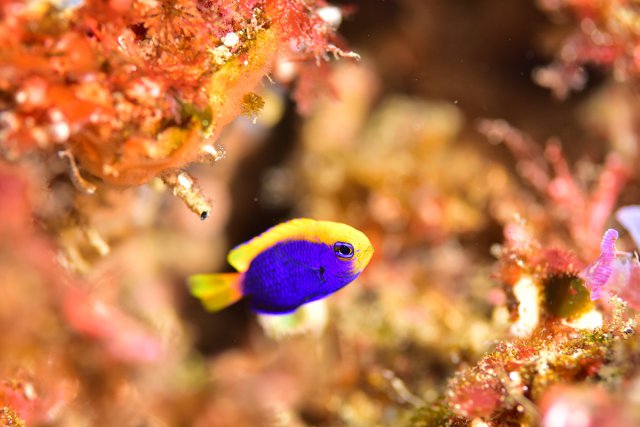 セナキルリスズメダイ