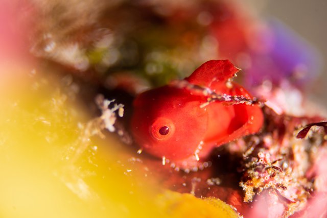 冬のアイドル ダンゴウオ