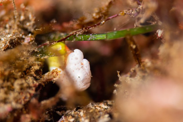 小さなイロカエルアンコウ