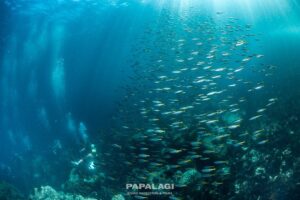 伊豆海洋公園(IOP)満喫ビーチ