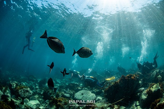 エントリー口から群れがたくさん