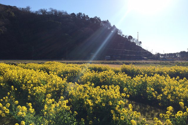 菜の花畑