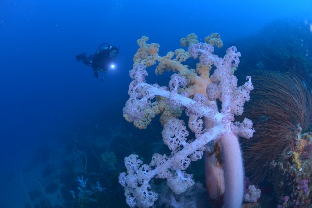 大きなソフトコーラル