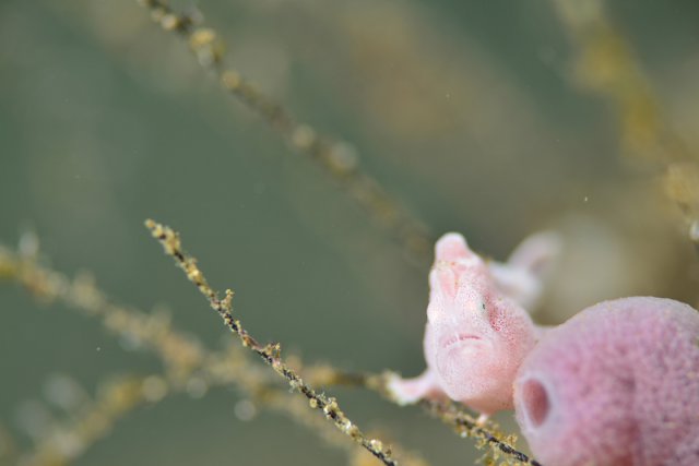 ピンクのオオモンカエルアンコウ