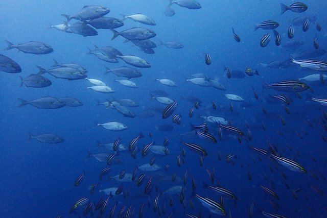 伊東ボート 按針祭