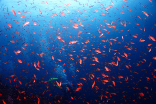 キンギョハナダイの群れ