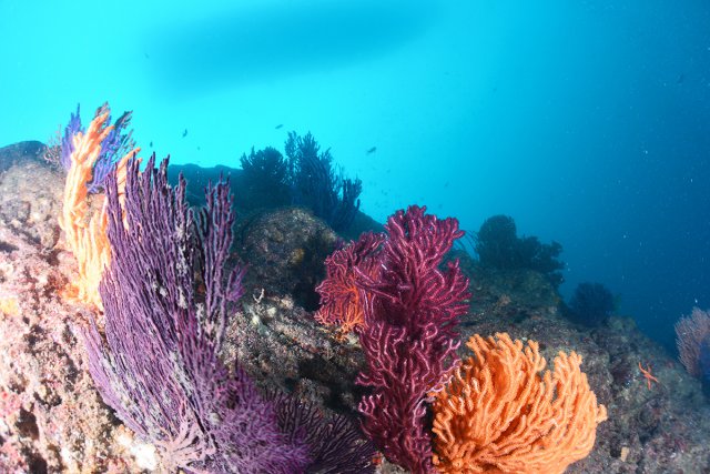 ソフトコーラルとボート